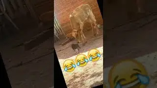 Cat slped cow  #shorts #shortfeed #youtuber #instagood #viralvideos #vlog #viralvideo #follow