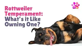 Rottweiler Temperament: What&rsquo;s it Like Owning One?