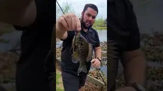 Tight Line Jigging In Water Lillies.....1st Fish Catch Of 2024! #fishing #Crappie #sacalait #bream