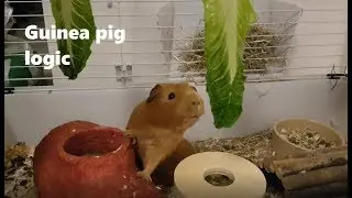 Guinea pigs solving a puzzle to get food - Ginger & Chutney