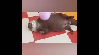 Otterly irresistible belly display 😍🦦💕|Cute Otter #ytshorts #ytviral #funnyotter