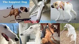 Cute dog - Unique Animal in the World-5s Story Animals