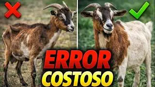 Así se Alimentan las Cabras que Dan el Triple de Ganancia