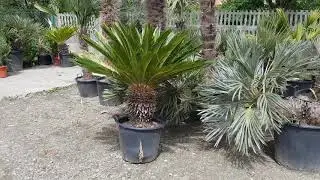 BestpalmTV. Cycas revoluta. Wspaniała roślina z plantacji 💪
