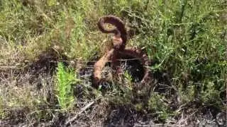 Red Diamond Rattlesnake