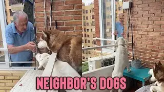Old Man Has a Beautiful Bond with Neighbor's Dogs || WooGlobe