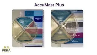 Reading your AccuMAST PLUS results