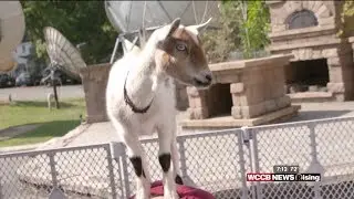 Julianna and Nicole Try Out Goat Yoga for International Yoga Day!