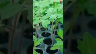 Farming Techniques/Tomatto farming/തക്കാളി കൃഷി/Malusvlog/Agriculture technology/Shorts video/Krishi