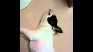 ん。：#008フレンチブルドッグのプアル　French bulldog Pualu