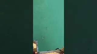 Rope access Gulf of Mexico sharks