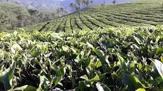 Munar tea garden