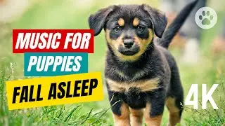 Music for Dogs & Puppies to Fall Asleep 🌙 Sleep Music for Dog
