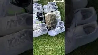 'Fashionista' Tortoise Hates Black Shoes || Dogtooth Media