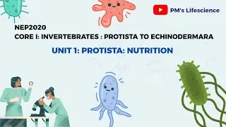 Ядро 1: Протисты - Питание #зоология #nep2020 #выпускной