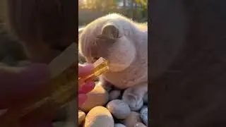 Cat Find Real Treasure😍❤️ Hidden Gems in Your Backyard #Cats #TreasureHunt #PetAdventures