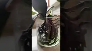 Semi-water culture orchid update