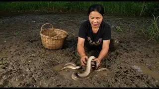 Unbelievable Eel Catching at Night | Traditional Fishing in Mud & Water