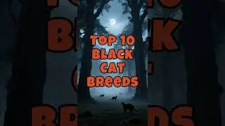 10 Black Cat Breeds  #blackcats #catbreeds #top10
