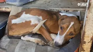 Mission to help rescue dogs at animal shelters in Mexico