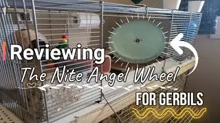 Nite Angel Wheel Review For Gerbils