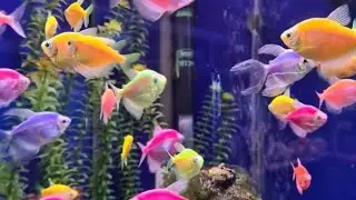 Fish 🐠 tank cleaning process #entertainment