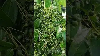AgriDeets, cinnamon fruit,,
