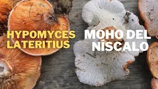 Moho del n&iacute;scalo | Hypomyces lateritius #setas #mushroom #fungi