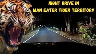 Night Drive Tiger Territory | रात में Tiger 🐅 दिखा😳 | Mohan Jungle Night Drive @lifestylevlog656