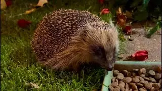 Hedgehog Cafe