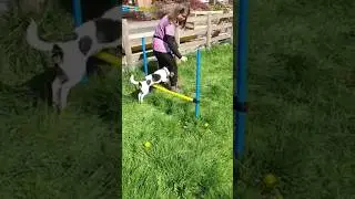 agility training #dog #dogs #puppy #puppies #pet #pets #cute #sweet #happy #funny #funnyvideo #jrt