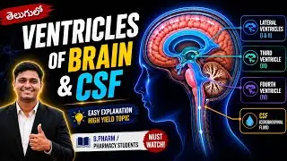 Brain Ventricles and CSF | Formation, Circulation & Functions | Telugu Lecture