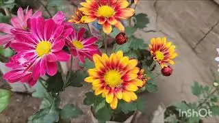 নয়ন নার্সারি। 