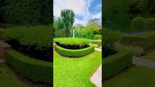 Best hedge trimming tools for beginners | hedge cutting process part 12 #shorts