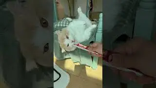 When your cat thinks they&rsquo;re a tiger 🤣 #funny #cat #viral #fyp #funnyvideos