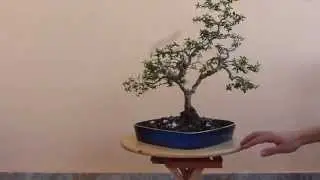 &Mu;&upsilon;&rho;&tau;&iota;ά &Mu;&pi;&omicron;&nu;&sigma;ά&iota; (myrtus bonsai)