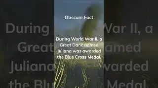 How a Great Dane Named Juliana Won a Blue Cross Medal: The Obscure Story You Won't Believe! #shorts