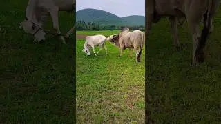 very #big# ongolu# bull# short# video @