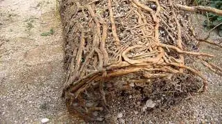 How to repot Beaucarnea recurvata (2/8) Spring 2011