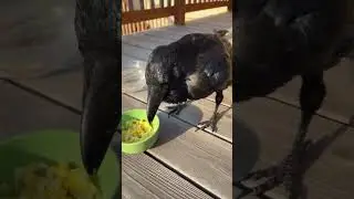 Update on Betsy. #friendship #birds