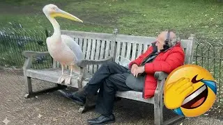 The Funniest ANIMALS of 2026 So Far 🤩 NEW Funny Animal Videos 🎂 #animals #funnycats #funnydogs
