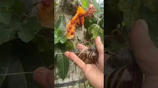 catch two snails on a ripe bitter melon #snail #catch #hunting #snailvideo