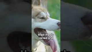 Huskies Diet!!!  #dog #husky #pottytraining #cutedog #huskydog  #doglover #huskiesy