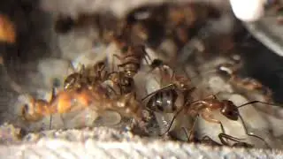Camponotus conspicuus inaequalis