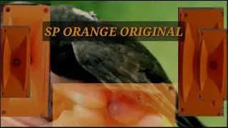 SUARA PANGGIL WALET || SP ORANGE ORIGINAL