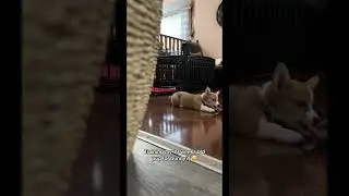 Training my 10 weeks old Corgi puppy #corgi #corgipuppy #corgipup #cutepuppy