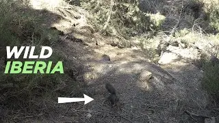 Red Squirrel (Sciurus vulgaris) MOVES my TRAIL CAMERA!! Mediterranean Forest Animals