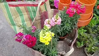 Kolkata Flower Plants Market At Bagbazar | Prices Of Flower Plants