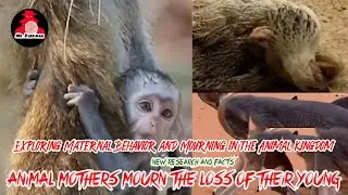 Understanding Animal Emotions: Exploring Maternal Behavior and Mourning in the Animal Kingdom
