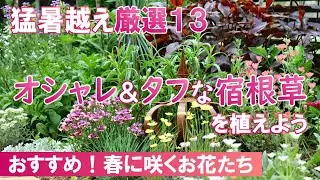 【きれいで強い】植えておきたい春咲き宿根草たち｜ありのままレポート｜秋色に染まる庭でガーデニング